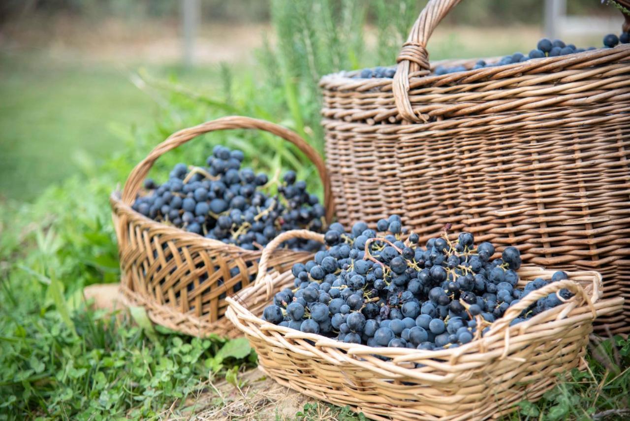 Montalto delle Marche Recchi Franceschini Bike Hotel Last - Minute - Availability المظهر الخارجي الصورة